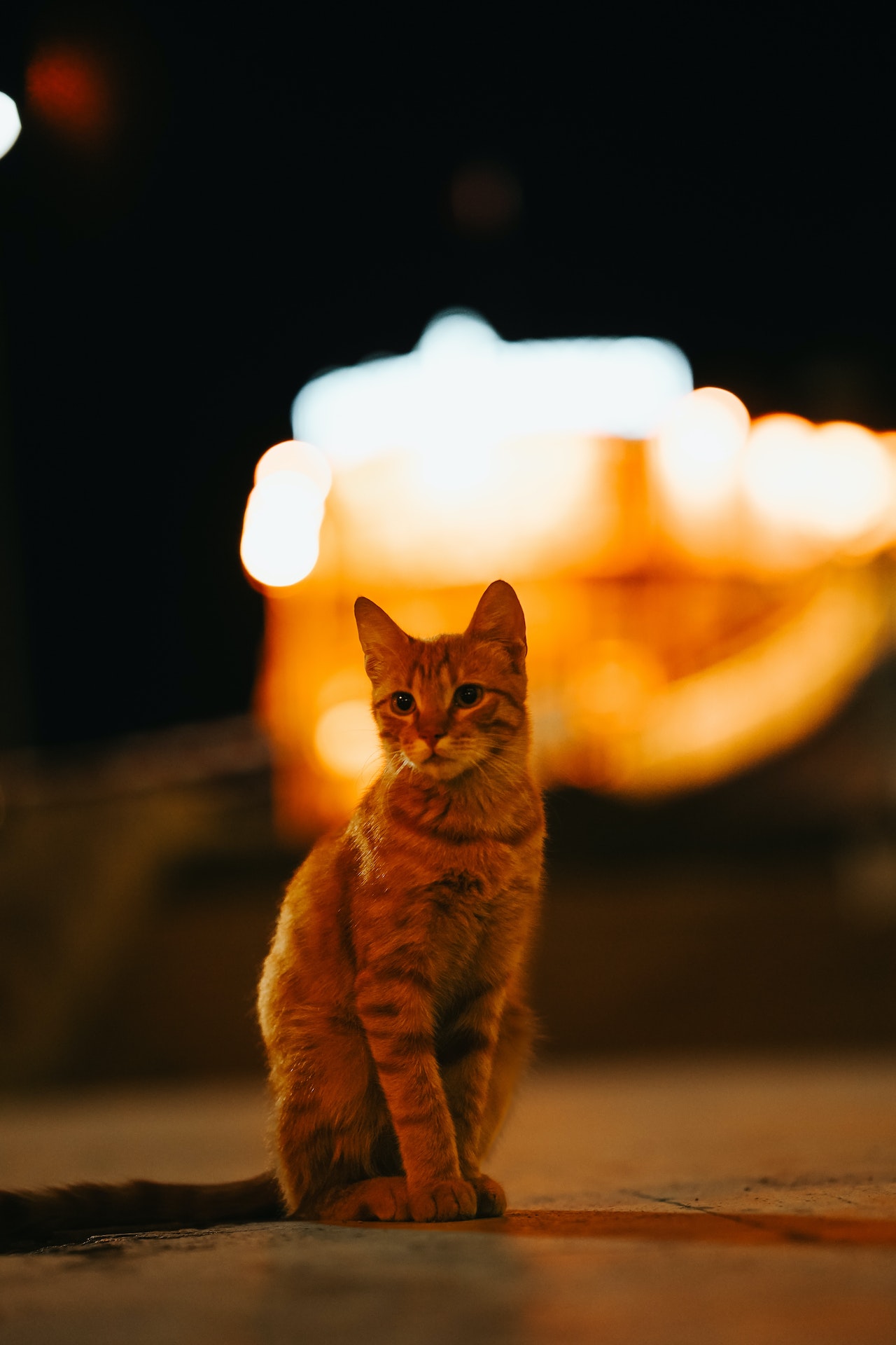 pexels-fatih-güney-18397343
